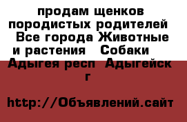 продам щенков породистых родителей - Все города Животные и растения » Собаки   . Адыгея респ.,Адыгейск г.